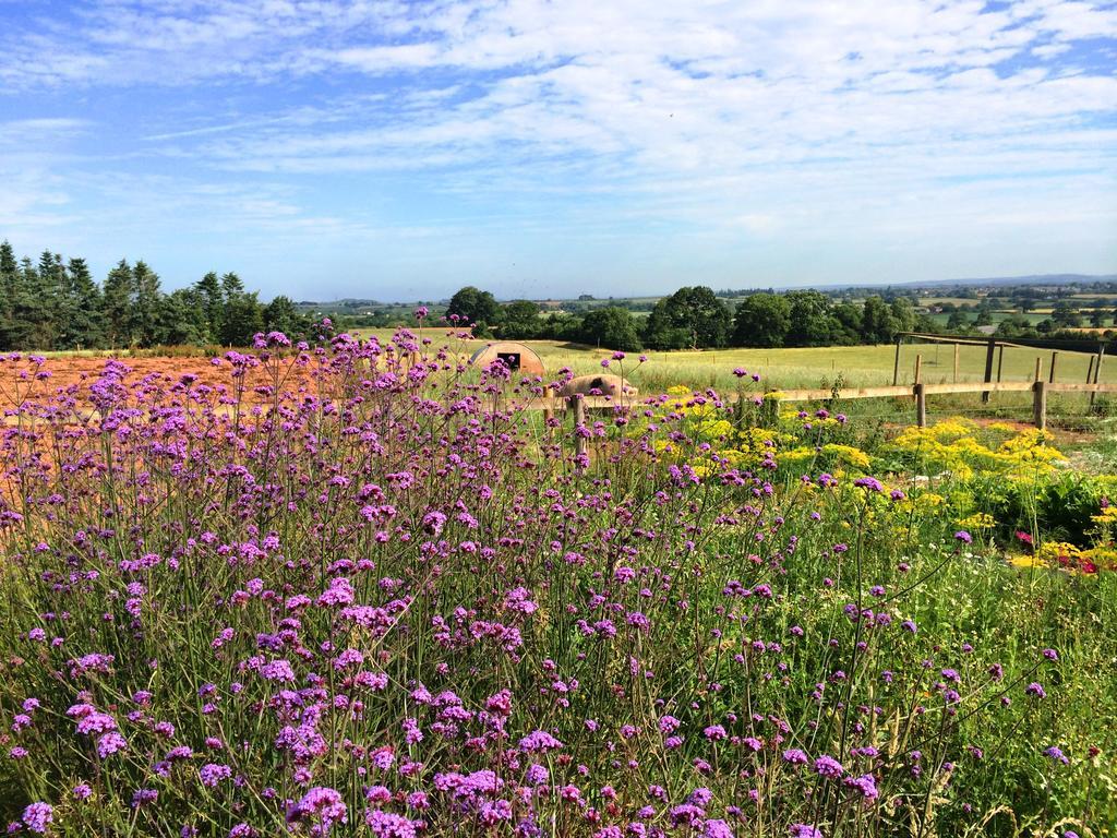 Huntstile Organic Farm Bed and Breakfast Bridgwater Exteriör bild